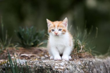 tapılası pofuduk kedi portresi