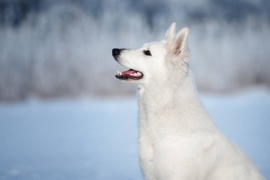 Beyaz çoban köpeği kışın dışarıda.