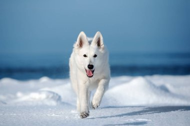 Beyaz çoban köpeği kışın dışarıda.
