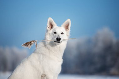 Beyaz çoban köpeği kışın dışarıda.