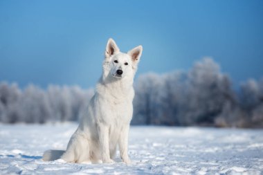 Beyaz çoban köpeği kışın dışarıda.