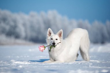 Karda poz veren beyaz çoban köpeği.