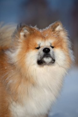 Akita Inu köpek kışın açık havada