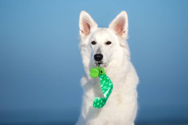 Ağızda çöp torbaları tutan beyaz çoban köpeği.