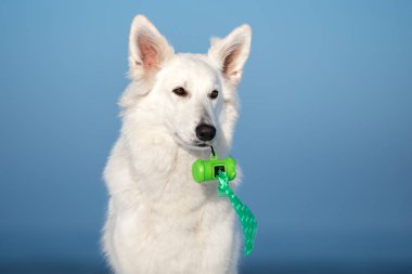 Ağızda çöp torbaları tutan beyaz çoban köpeği.