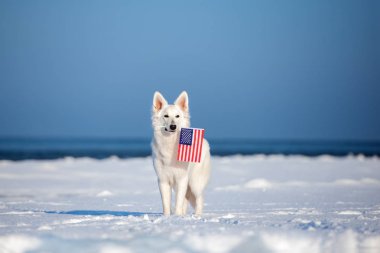 Beyaz çoban köpeği ağzında bir Amerikan bayrağı tutuyor.