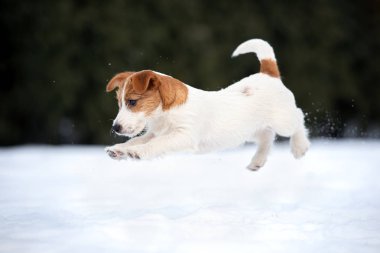 Jack Russell Terrier köpeği kışın dışarıda koşuyor.