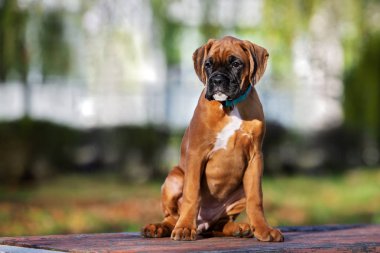 Kırmızı Alman boksör köpek yavrusu portresi