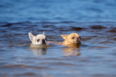 Chihuahua köpeği denizde yüzüyor.