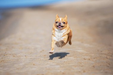 Kumsalda koşan bir chihuahua köpeği