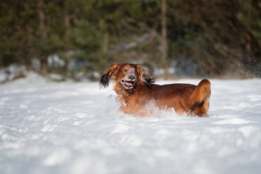 Kırmızı dachshund köpeği kışın dışarıda