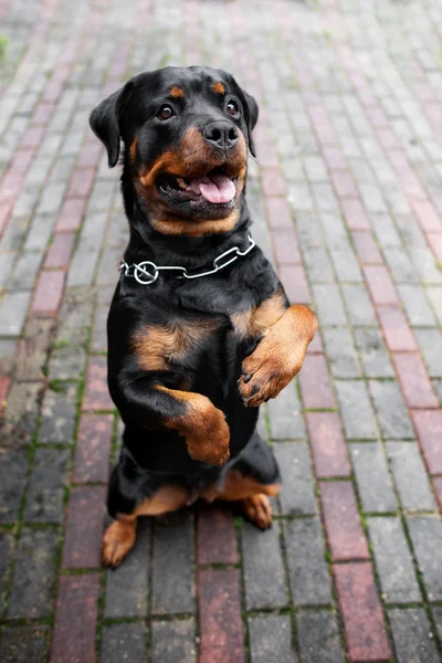 Śmieszne rottweiler pies żebranie na zewnątrz — Zdjęcie stockowe