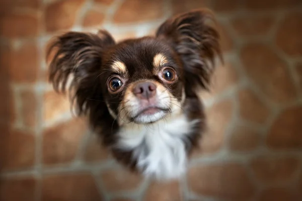 Chihuahua Dog Portrait Looking — стоковое фото
