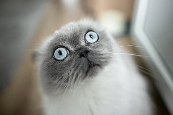 funny surprised cat with big blue eyes