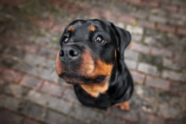 Rottweiler Pies Portret Zewnątrz — Zdjęcie stockowe