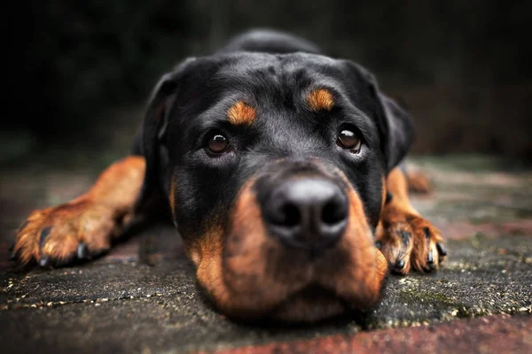 Sad Rottweiler Dog Portrait Outoodrs — Stock Photo, Image