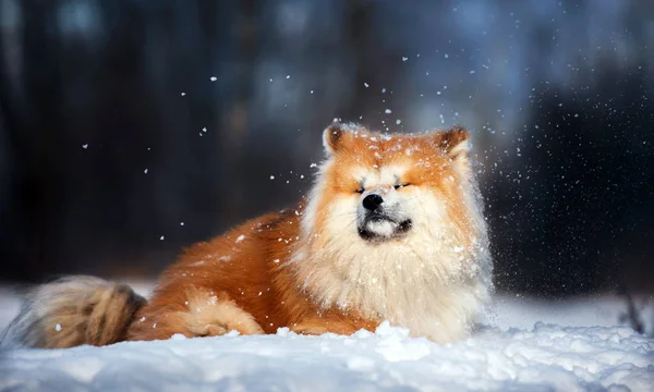 Akita Inu Kutya Szabadban Télen — Stock Fotó