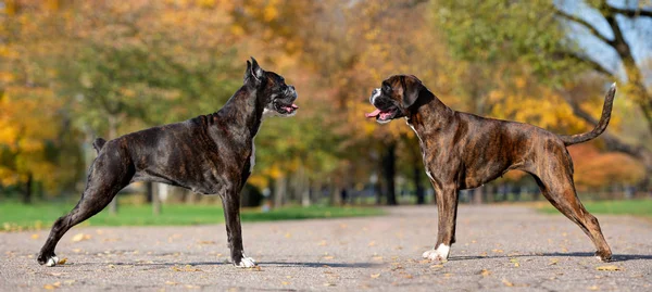 Δύο Σκύλοι Πυγμάχοι Ποζάρουν Στο Πάρκο — Φωτογραφία Αρχείου