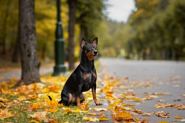 秋天的户外黑色迷你犬 — 图库照片