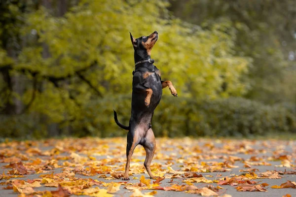 Μαύρη Μινιατούρα Pinscher Σκυλί Εξωτερικούς Χώρους Φθινόπωρο — Φωτογραφία Αρχείου