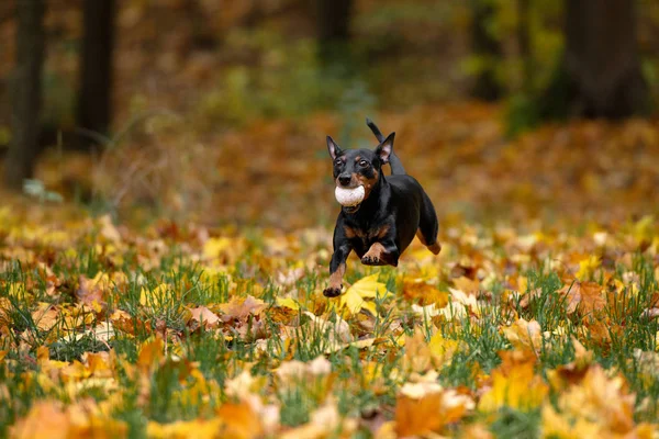 Black Miniature Pinscher Dog Outdoors Autumn — Stock Photo, Image