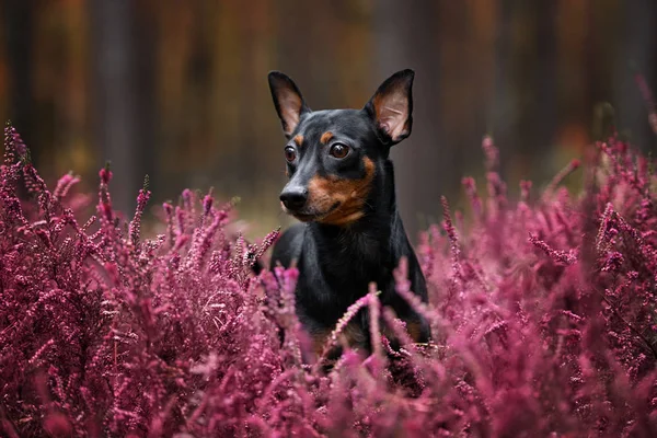Preto Miniatura Pinscher Cão Livre Outono — Fotografia de Stock