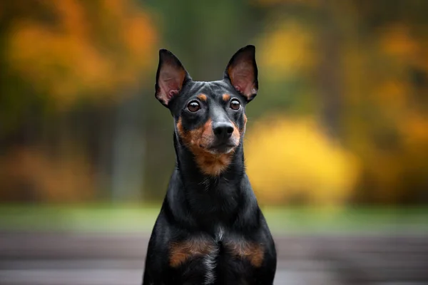 Svart Miniatyr Pinscher Hund Utomhus Hösten — Stockfoto