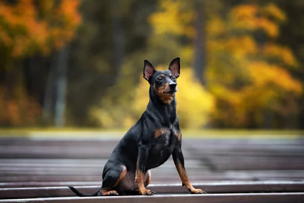 Czarny Miniaturowy Pinscher Pies Świeżym Powietrzu Jesienią — Zdjęcie stockowe
