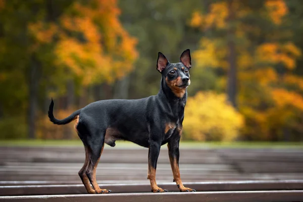Siyah Minyatür Köpek Sonbaharda Açık Havada — Stok fotoğraf