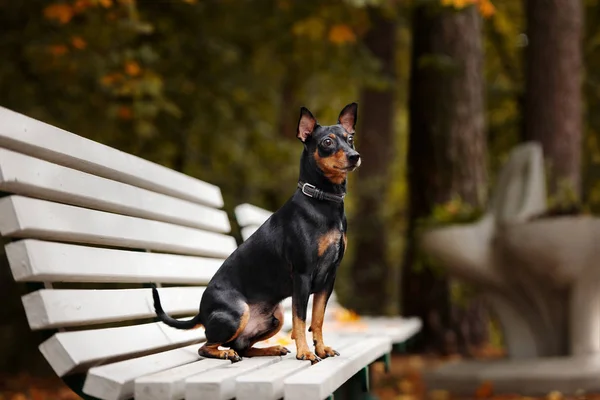 Černý Miniaturní Pinscher Pes Venku Podzim — Stock fotografie