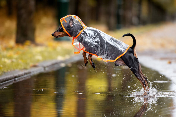small dog in a rain coat outdoors
