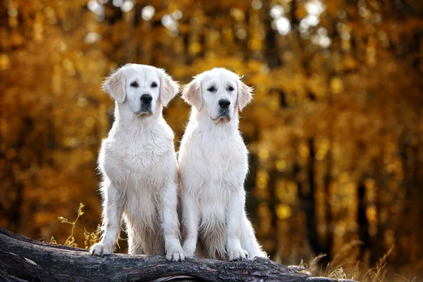 Sonbaharda Iki Golden Retriever Köpeği — Stok fotoğraf