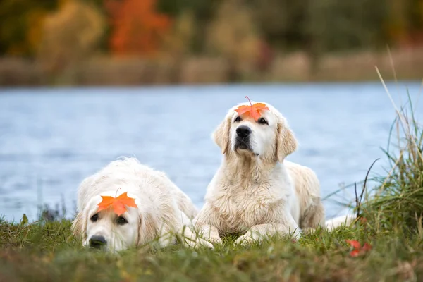 Twee Golden Retriever Honden Buiten Herfst — Stockfoto