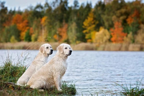Dois Cães Golden Retriever Livre Outono — Fotografia de Stock