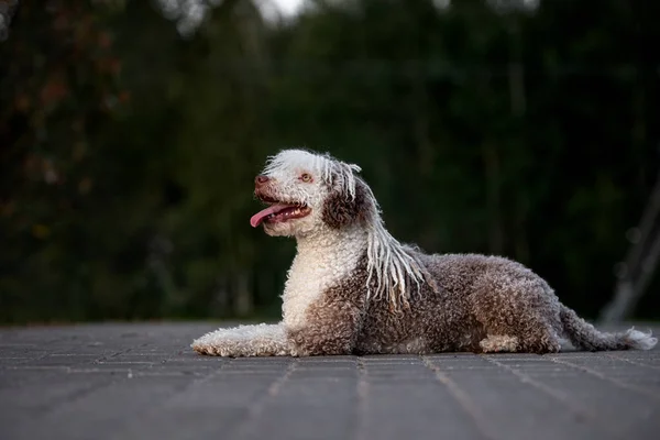 Spanyol Köpeği Gün Batımında Poz Veriyor — Stok fotoğraf