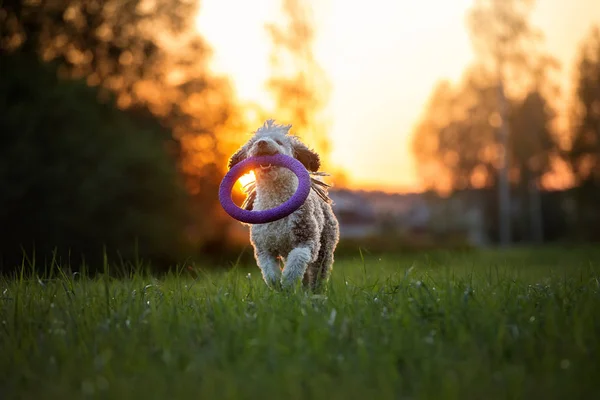 Spanyol Köpeği Gün Batımında Poz Veriyor — Stok fotoğraf