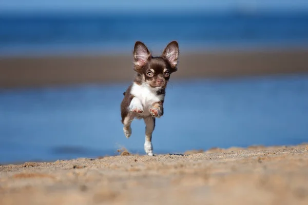 Coklat Chihuahua Anak Anjing Luar Ruangan Musim Panas — Stok Foto