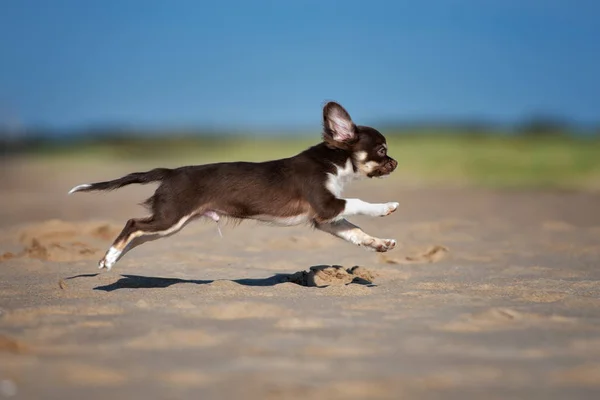 夏に屋外で茶色のChihuahua子犬 — ストック写真