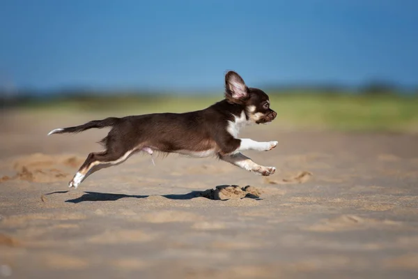 Marrone Chihuahua Cucciolo All Aperto Estate — Foto Stock