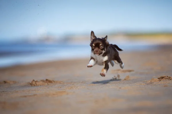 Coklat Chihuahua Anak Anjing Luar Ruangan Musim Panas — Stok Foto