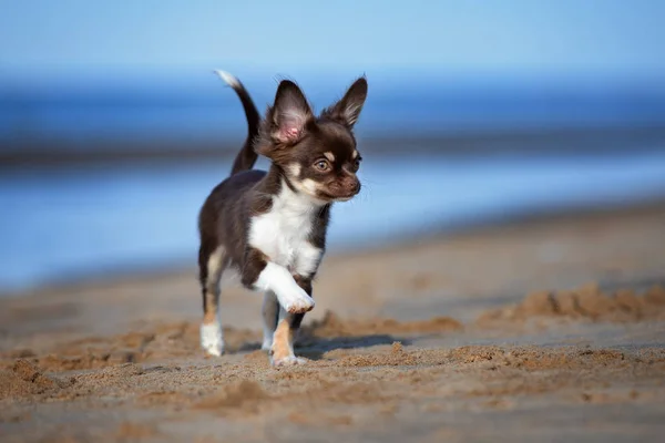 Marrone Chihuahua Cucciolo All Aperto Estate — Foto Stock