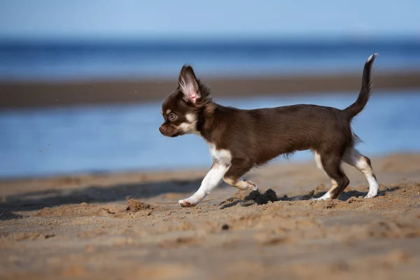 Kahverengi Chihuahua Köpek Yavrusu Yazın Dışarıda — Stok fotoğraf