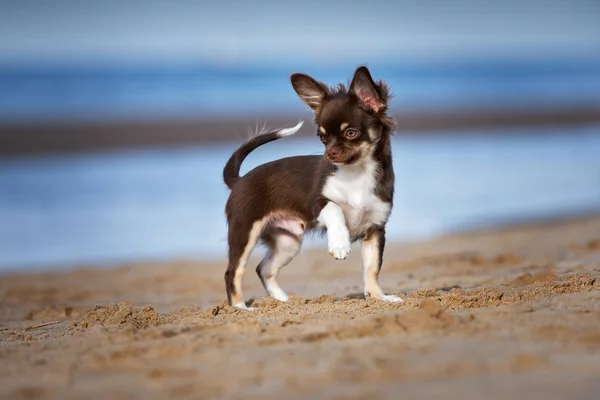 Cachorro Chihuahua Marrom Livre Verão — Fotografia de Stock