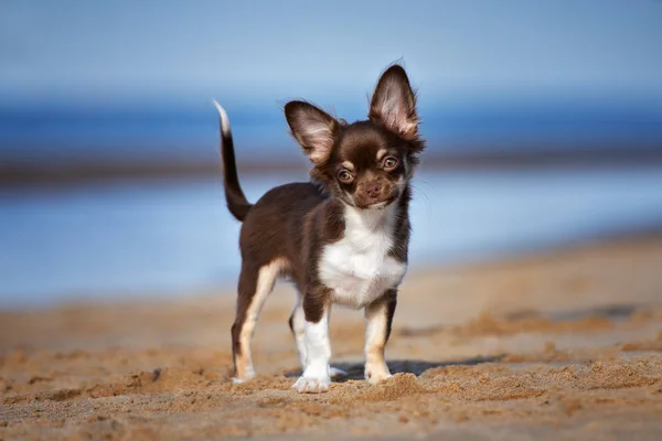 Marrone Chihuahua Cucciolo All Aperto Estate — Foto Stock