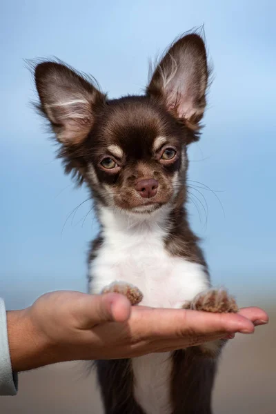 Brauner Chihuahua Welpe Sommer Freien — Stockfoto