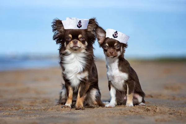 Dois Cães Chihuahua Uma Praia — Fotografia de Stock