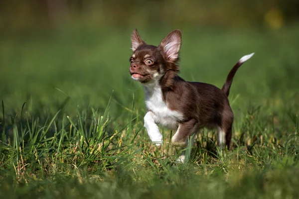 Marrone Chihuahua Cucciolo All Aperto Estate — Foto Stock