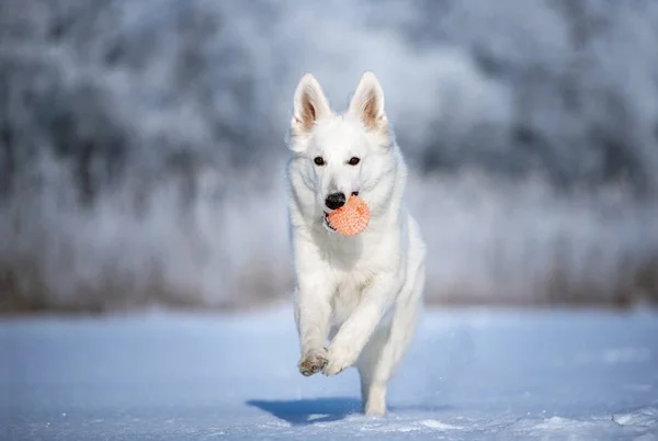 Bílý Ovčák Pes Venku Zimě — Stock fotografie