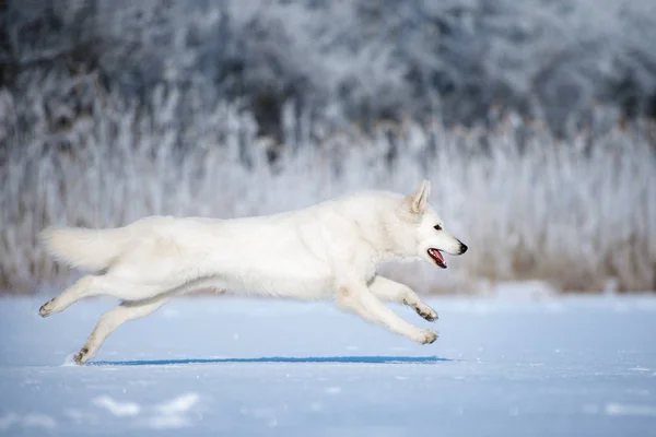 Beyaz Çoban Köpeği Kışın Dışarıda — Stok fotoğraf