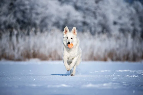 Beyaz Çoban Köpeği Kışın Dışarıda — Stok fotoğraf